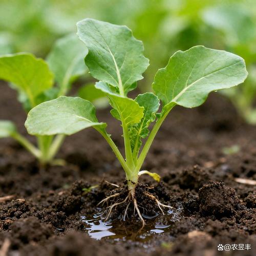 油菜新品种繁育者是谁？-第3张图片-宁夏农业信息网