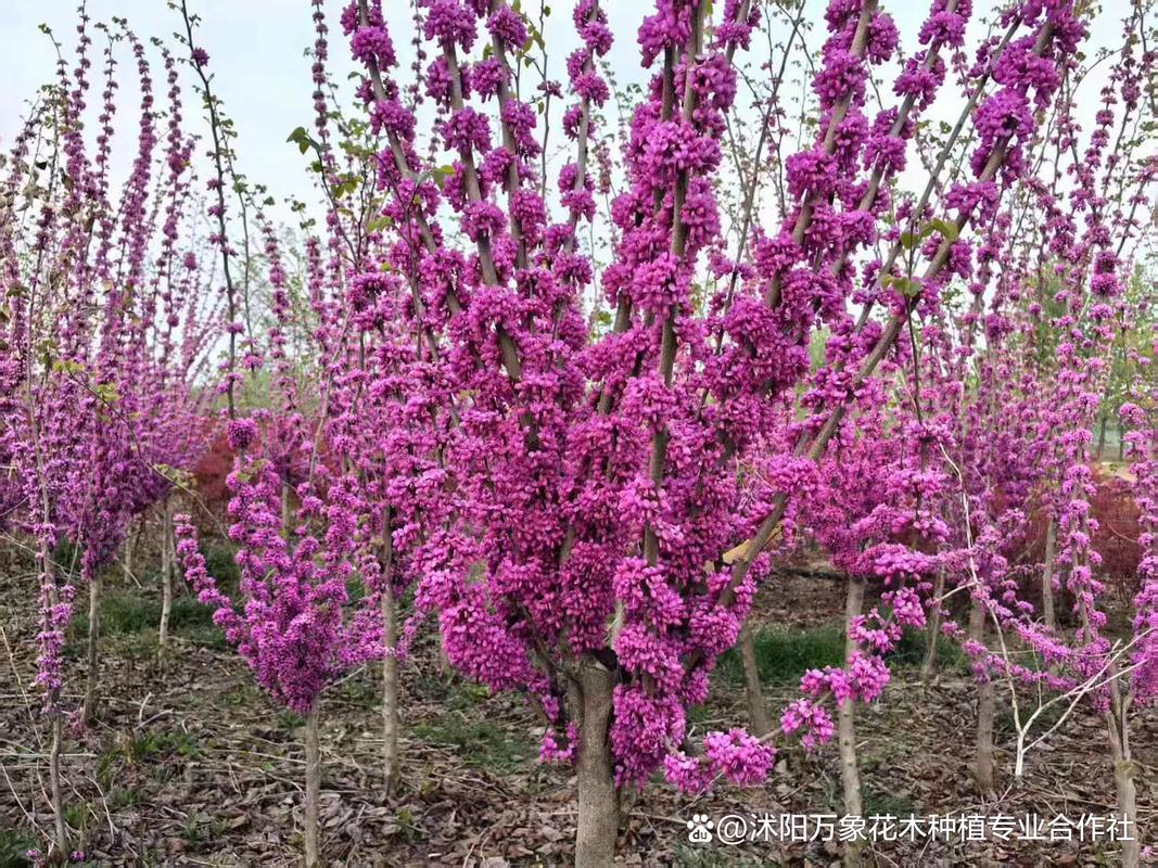 哪些植物是先开花后长叶的品种？-第1张图片-宁夏农业信息网