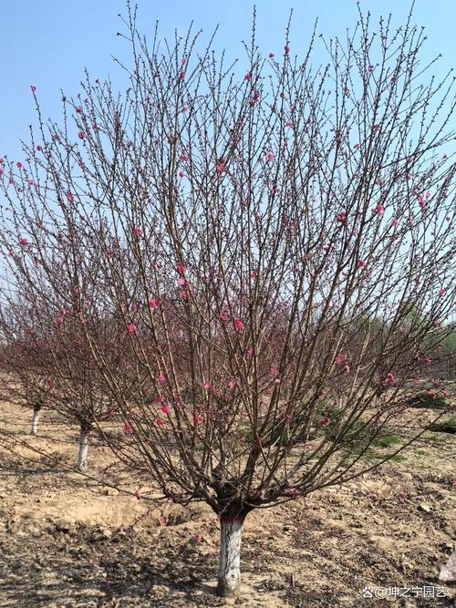 哪些植物是先开花后长叶的品种？-第2张图片-宁夏农业信息网