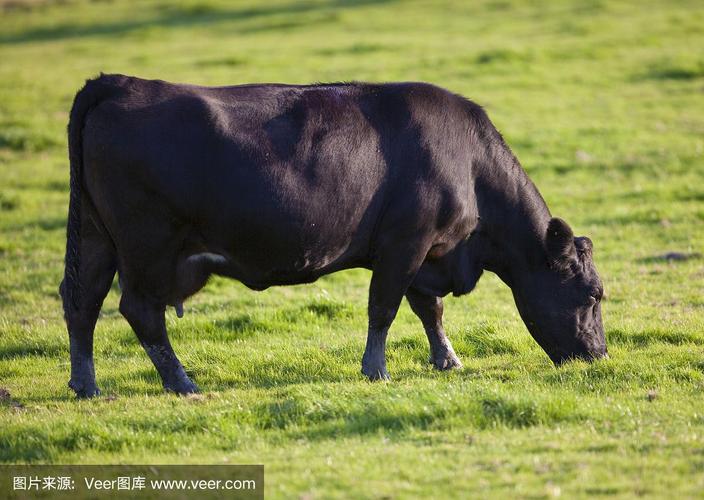 黑色和牛有哪4个品种？-第1张图片-宁夏农业信息网