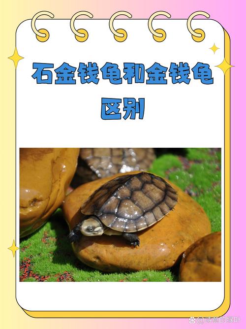 石金钱龟品种优劣如何辨别？-第1张图片-宁夏农业信息网