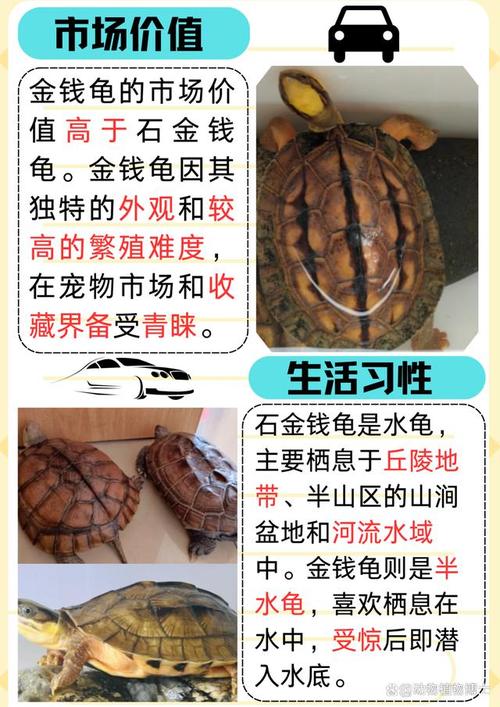 石金钱龟品种优劣如何辨别？-第2张图片-宁夏农业信息网