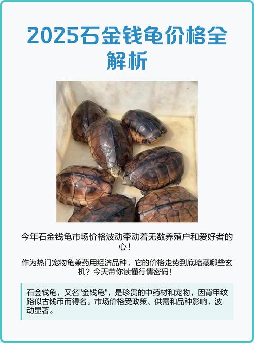 石金钱龟品种优劣如何辨别？-第3张图片-宁夏农业信息网