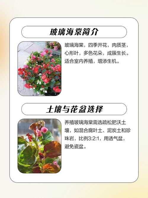 玻璃海棠怎么养？视频教你方法！-第1张图片-宁夏农业信息网