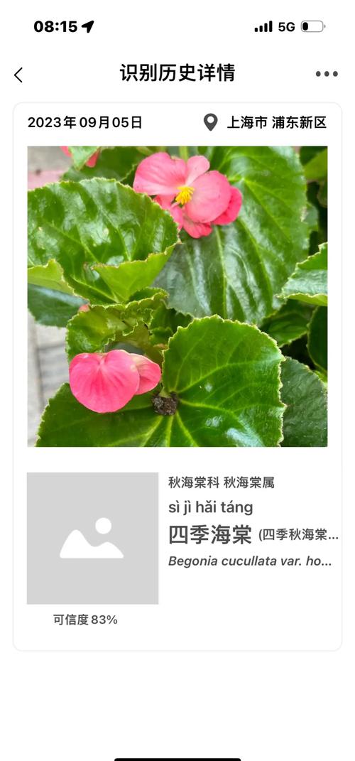 玻璃海棠怎么养？视频教你方法！-第3张图片-宁夏农业信息网