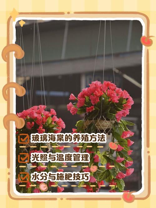 玻璃海棠怎么养？视频教你方法！-第2张图片-宁夏农业信息网