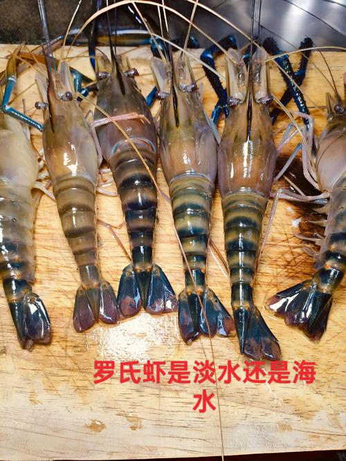 哪里能买到优良品种罗氏虾？-第1张图片-宁夏农业信息网