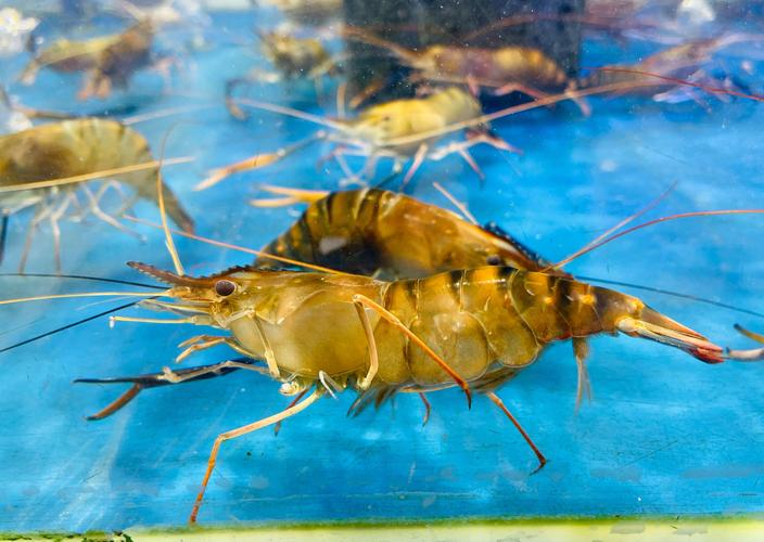 哪里能买到优良品种罗氏虾？-第3张图片-宁夏农业信息网