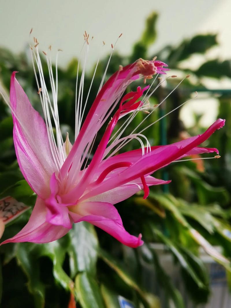 蟹爪兰刺多是哪个品种？-第1张图片-宁夏农业信息网