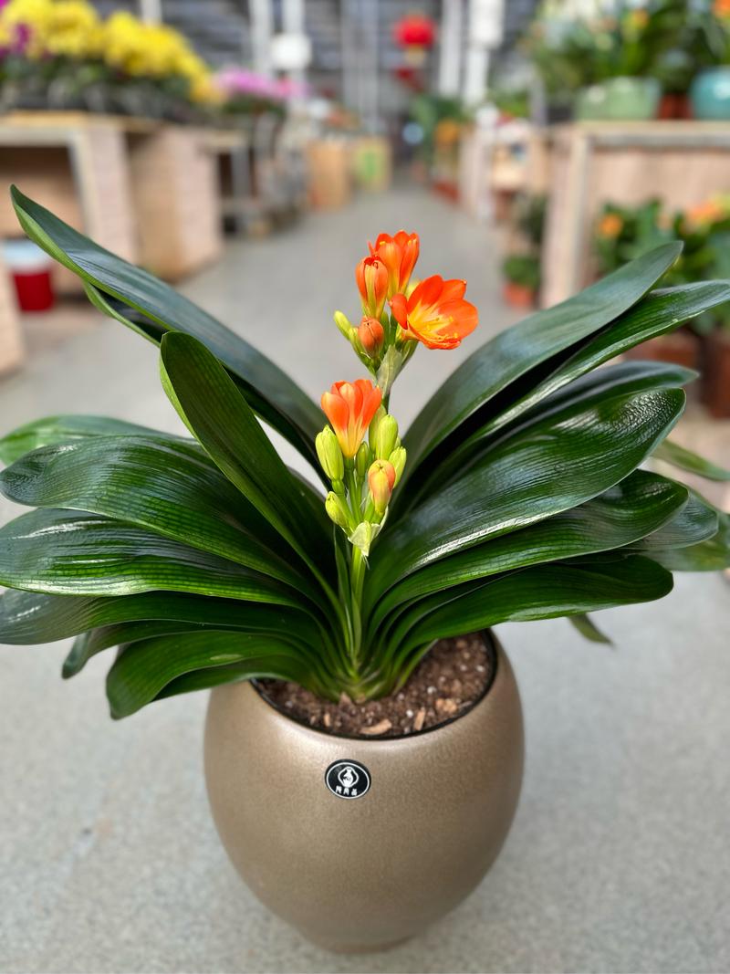 哪些君子兰品种好？看图识名！-第1张图片-宁夏农业信息网