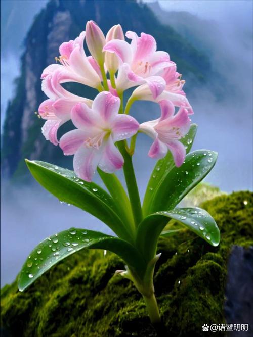 哪些君子兰品种好？看图识名！-第2张图片-宁夏农业信息网