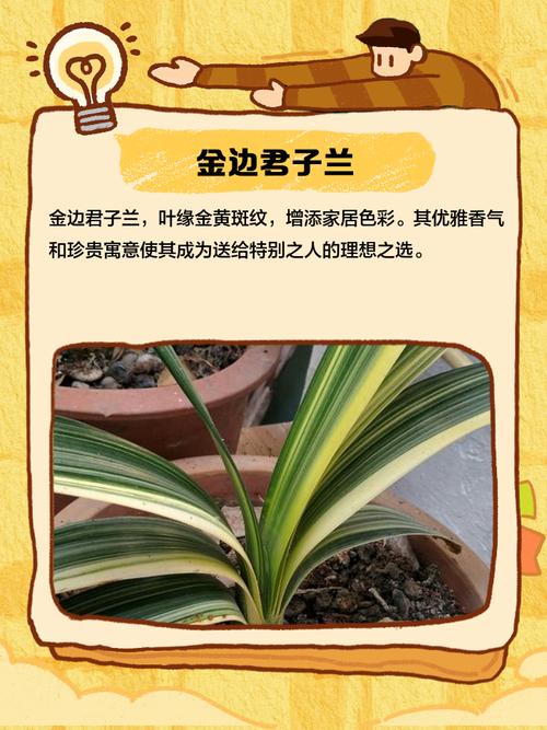 哪些君子兰品种好？看图识名！-第3张图片-宁夏农业信息网