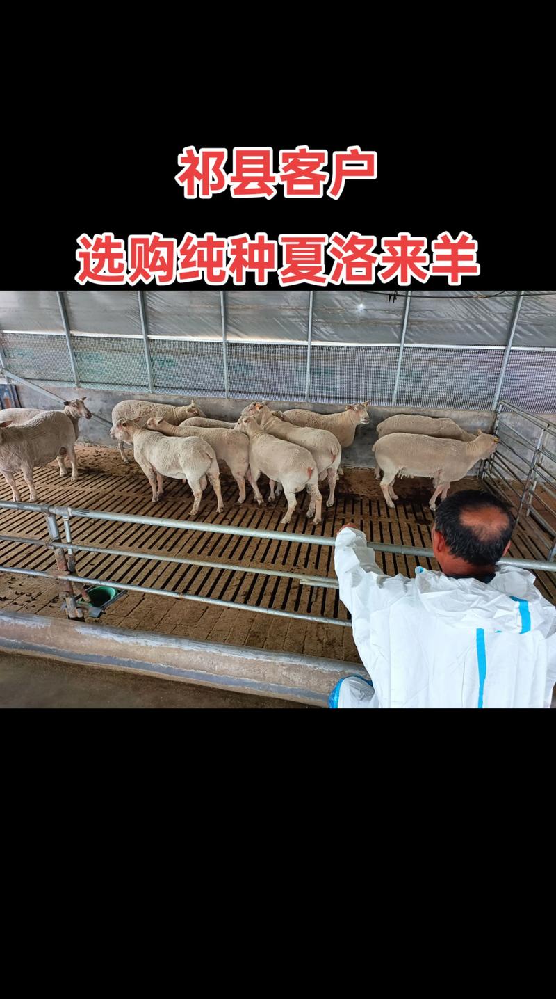 夏洛来羊品种特征与市场价格如何？-第1张图片-宁夏农业信息网