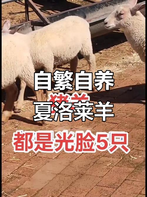 夏洛来羊品种特征与市场价格如何？-第2张图片-宁夏农业信息网