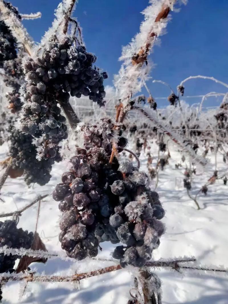 北冰红葡萄品种到底好不好?-第1张图片-宁夏农业信息网 北冰红葡萄品种到底好不好?-第1张图片-宁夏农业信息网