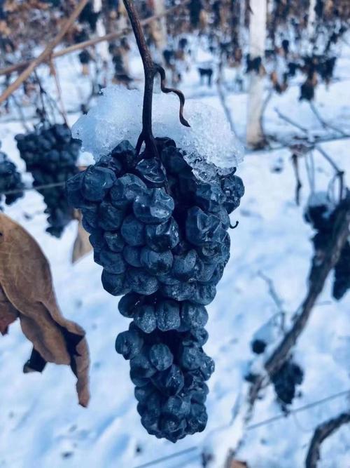 北冰红葡萄品种到底好不好？-第3张图片-宁夏农业信息网