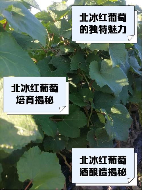 北冰红葡萄品种到底好不好？-第2张图片-宁夏农业信息网