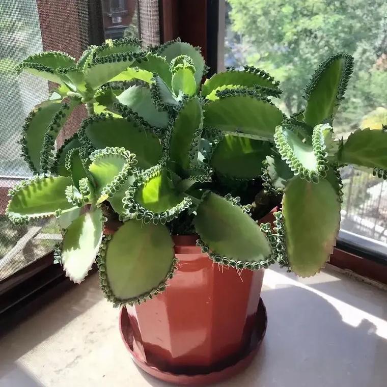 叶仙人掌如何嫁接斑锦品种？-第1张图片-宁夏农业信息网