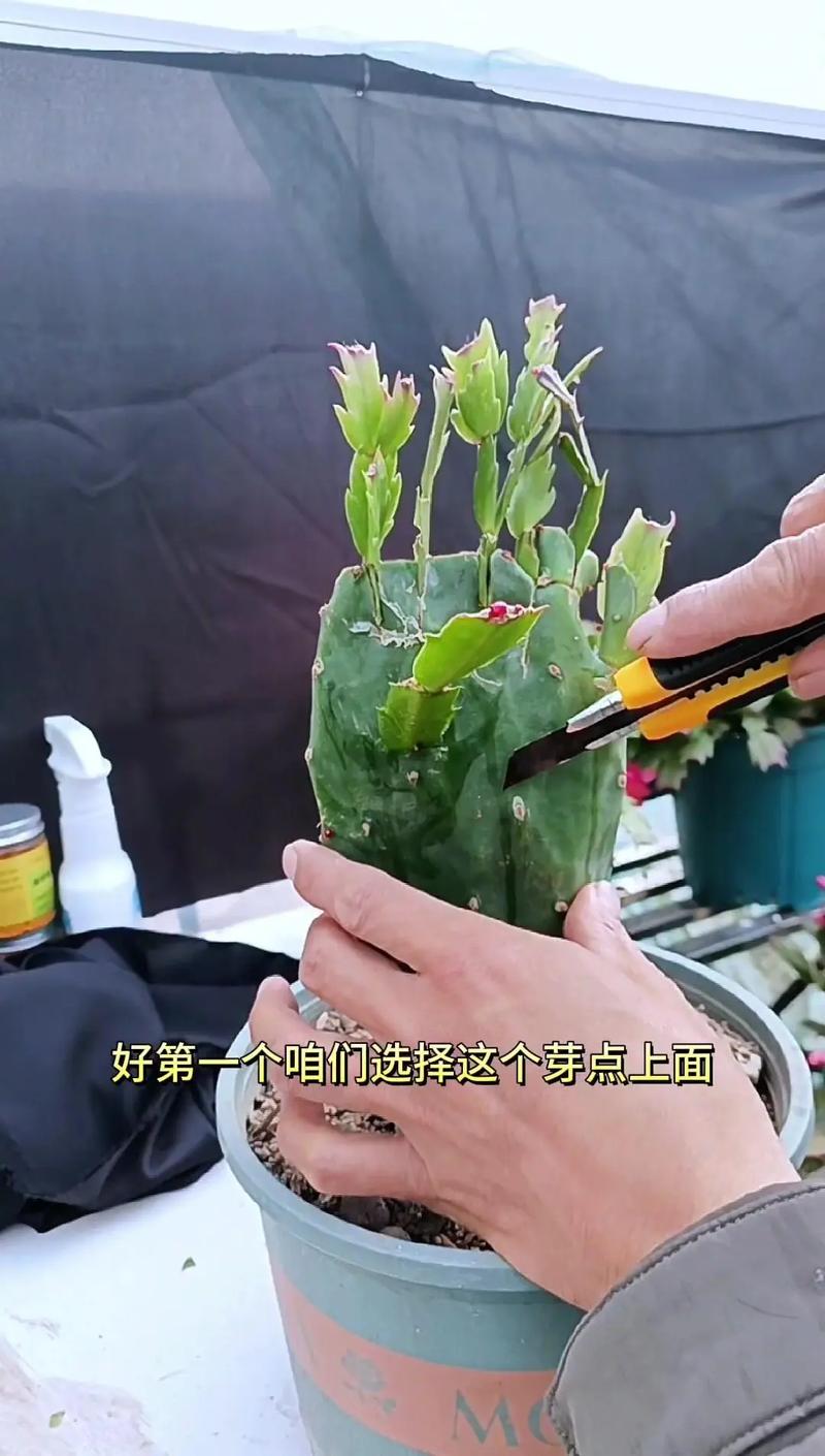 叶仙人掌如何嫁接斑锦品种？-第2张图片-宁夏农业信息网