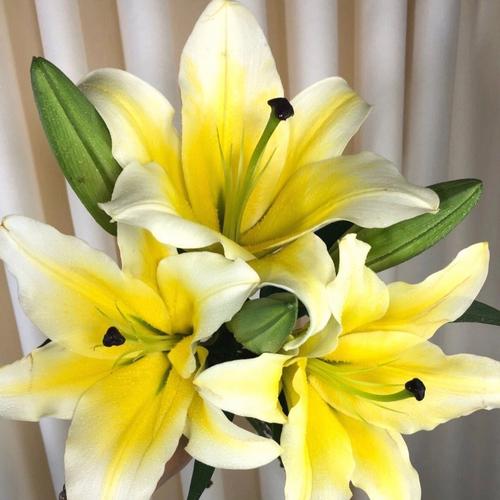 黄百合有哪些黄色品种？-第1张图片-宁夏农业信息网