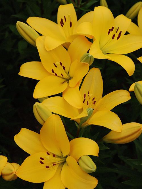 黄百合有哪些黄色品种？-第2张图片-宁夏农业信息网