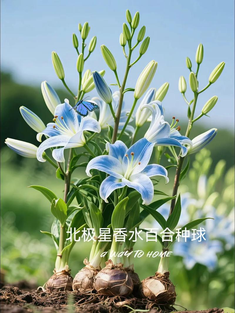 香水百合那个品种最香-第1张图片-宁夏农业信息网