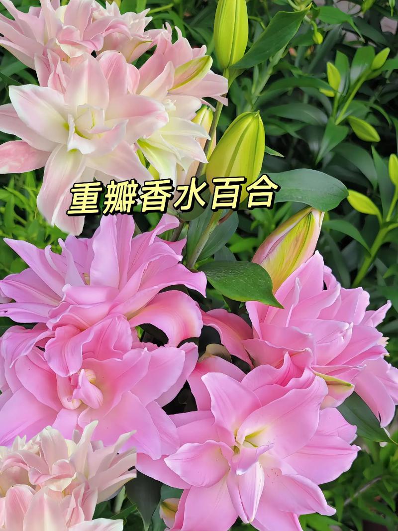 香水百合那个品种最香-第2张图片-宁夏农业信息网