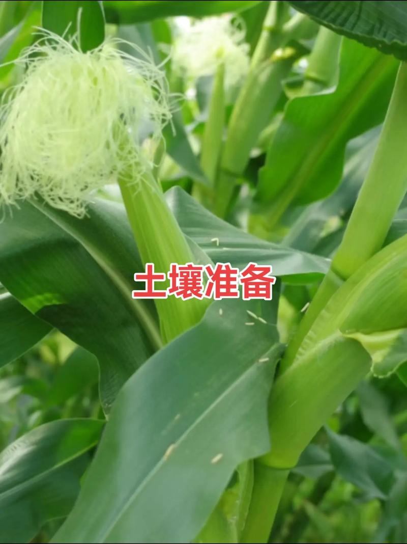 糯玉米新品种栽培技术-第1张图片-宁夏农业信息网