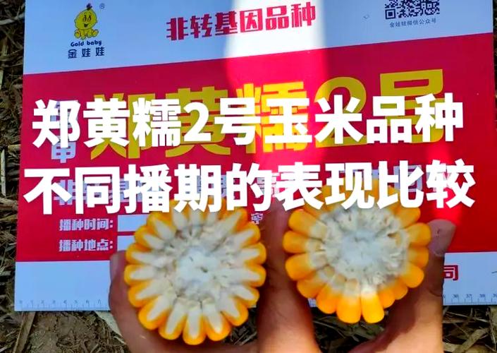 糯玉米新品种栽培技术-第3张图片-宁夏农业信息网