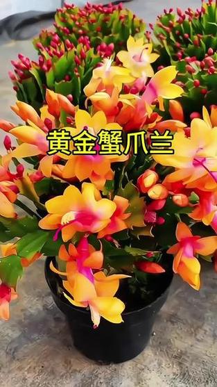 蟹爪兰到底有多少个品种？-第2张图片-宁夏农业信息网