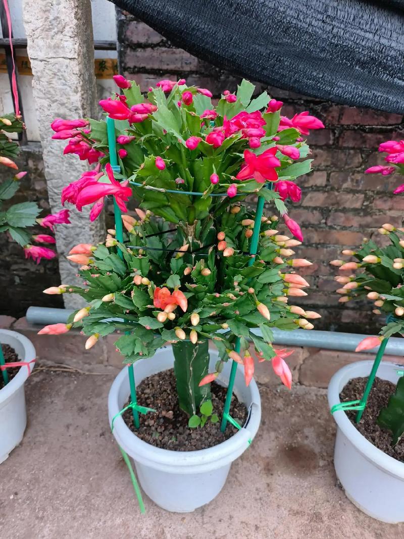 蟹爪兰到底有多少个品种？-第1张图片-宁夏农业信息网