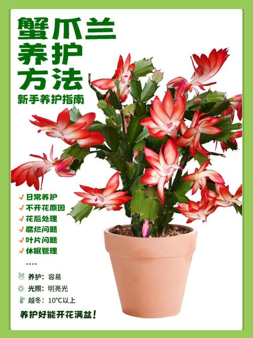 蟹爪兰到底有多少个品种？-第3张图片-宁夏农业信息网