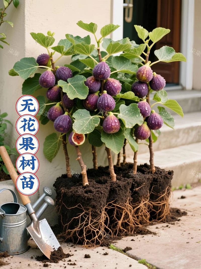 哪些无花果树品种最耐冻?-第1张图片-宁夏农业信息网 哪些无花果树品种最耐冻?-第1张图片-宁夏农业信息网