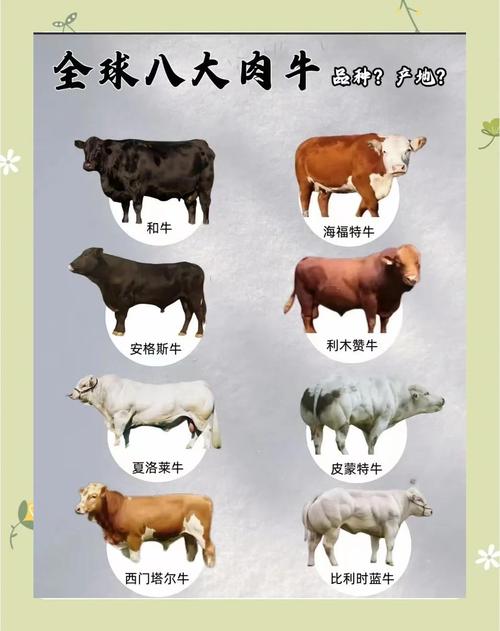 什么品种的牛容易生双胞胎？-第2张图片-宁夏农业信息网