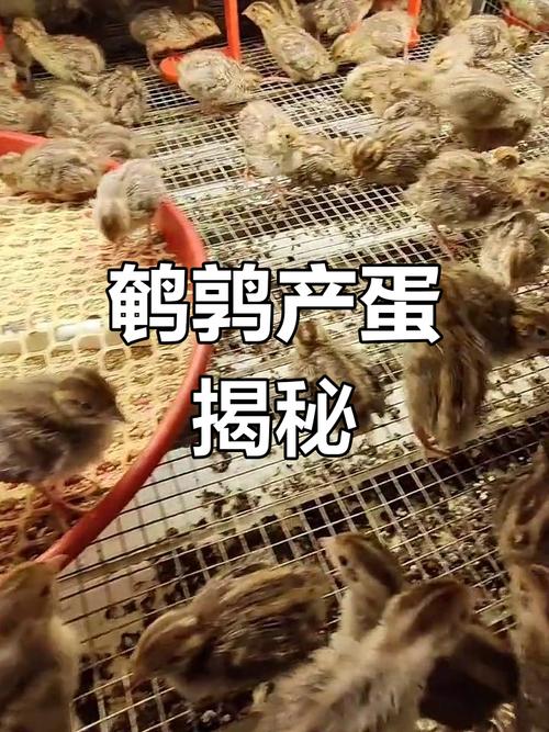 新品种鹌鹑如何培育成功？-第3张图片-宁夏农业信息网