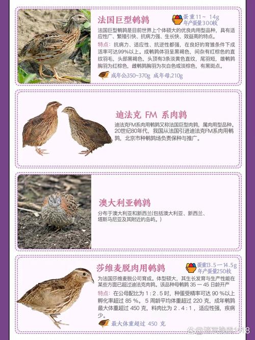 新品种鹌鹑如何培育成功？-第2张图片-宁夏农业信息网