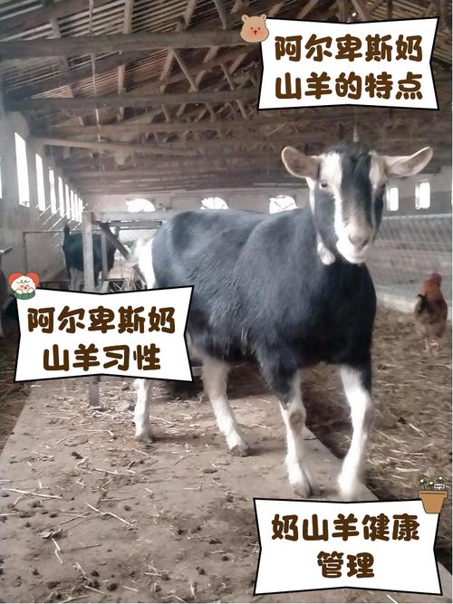 羊奶品种怎么选？哪种羊奶品质好？-第1张图片-宁夏农业信息网