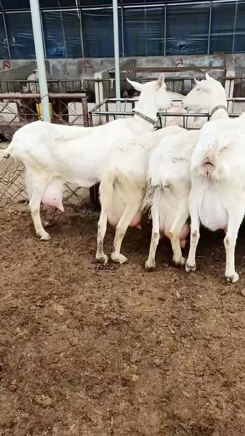 羊奶品种怎么选？哪种羊奶品质好？-第3张图片-宁夏农业信息网