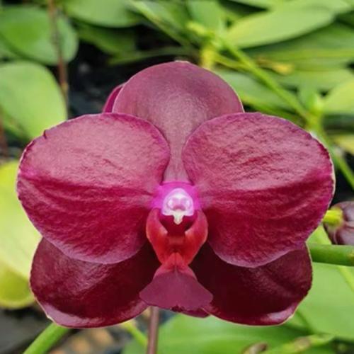 深红蝴蝶兰品种价格为何差异大？-第2张图片-宁夏农业信息网