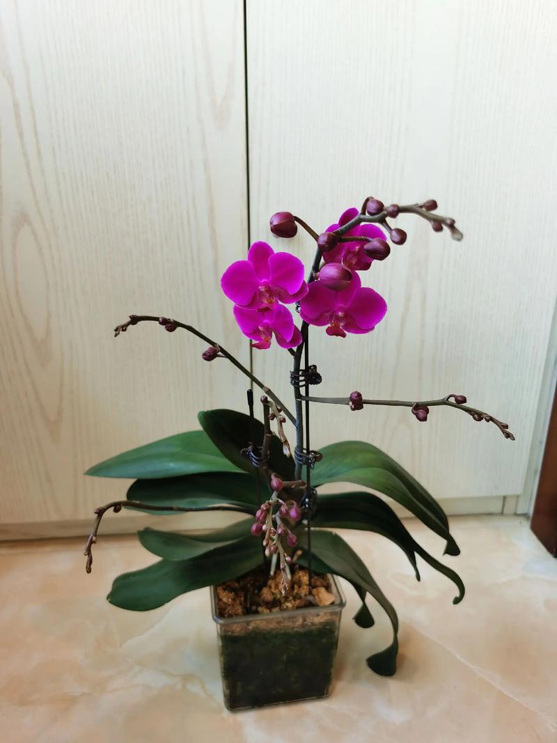 深红蝴蝶兰品种价格为何差异大？-第1张图片-宁夏农业信息网