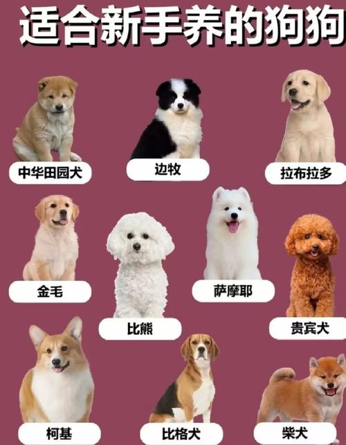 什么品种狗适合做肉狗？-第2张图片-宁夏农业信息网