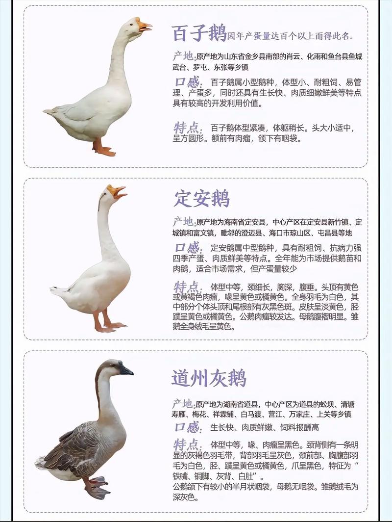 什么品种鹅最适合做种鹅？-第2张图片-宁夏农业信息网