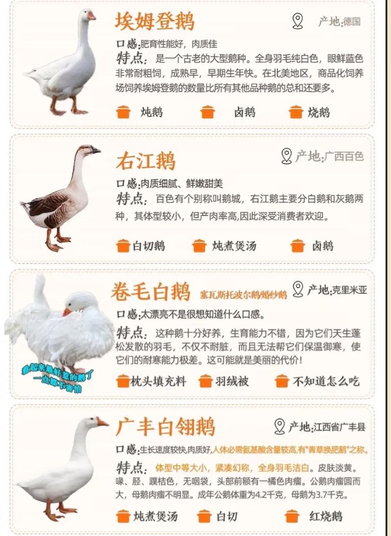 什么品种鹅最适合做种鹅？-第1张图片-宁夏农业信息网