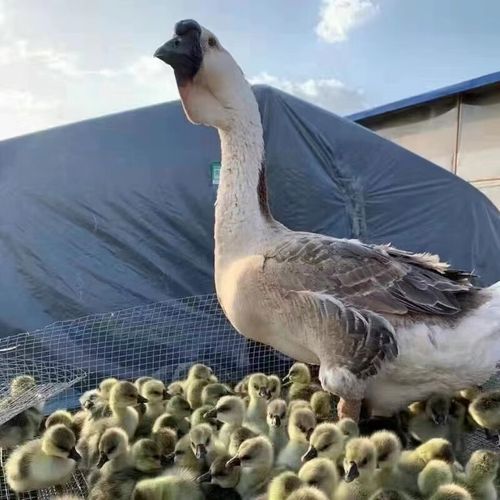 什么品种鹅最适合做种鹅？-第3张图片-宁夏农业信息网