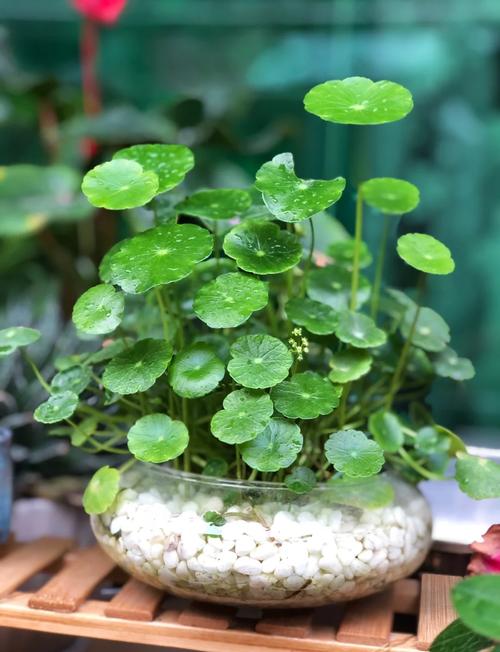 铜钱草哪个品种最好养？-第1张图片-宁夏农业信息网