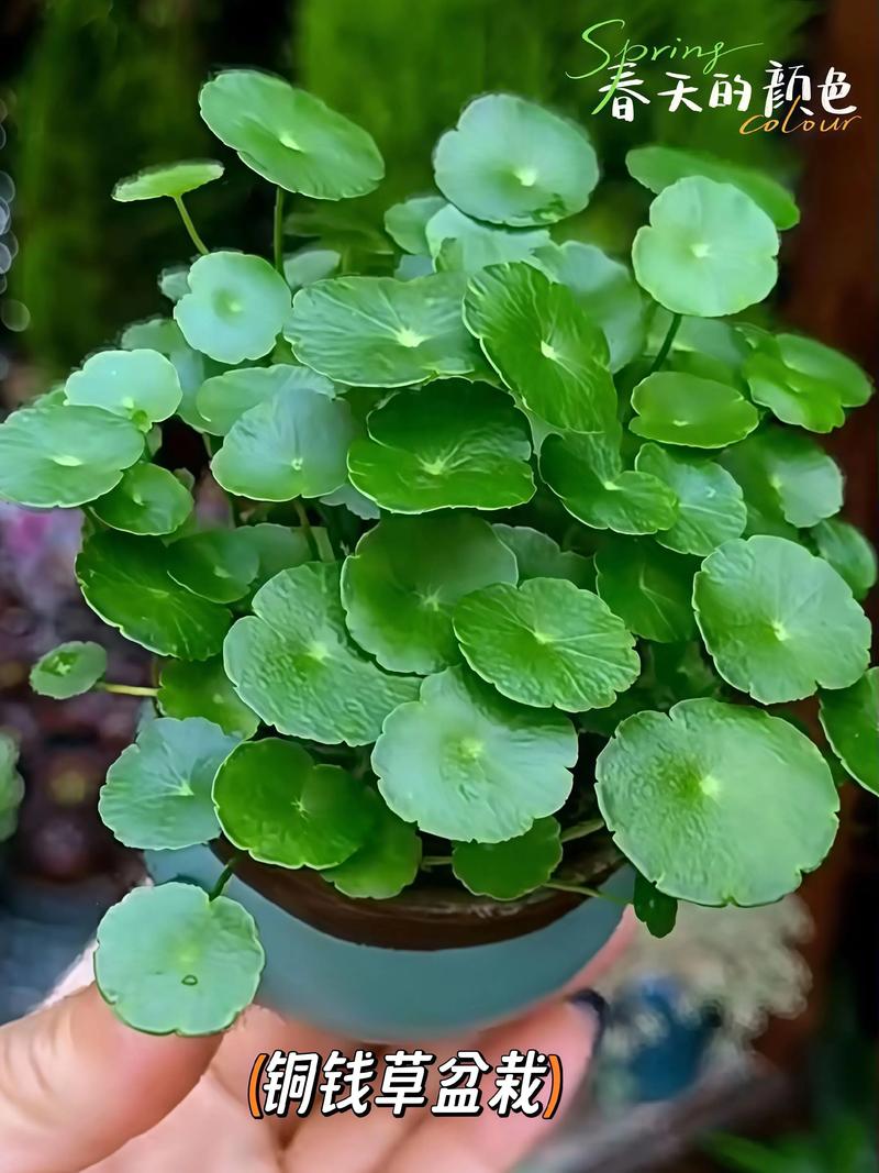 铜钱草哪个品种最好养？-第2张图片-宁夏农业信息网