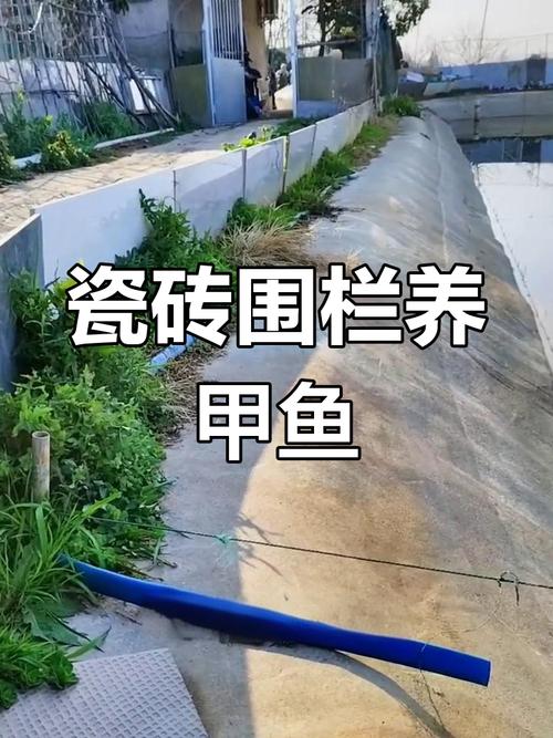 池塘仿野生甲鱼养殖方法-第1张图片-宁夏农业信息网