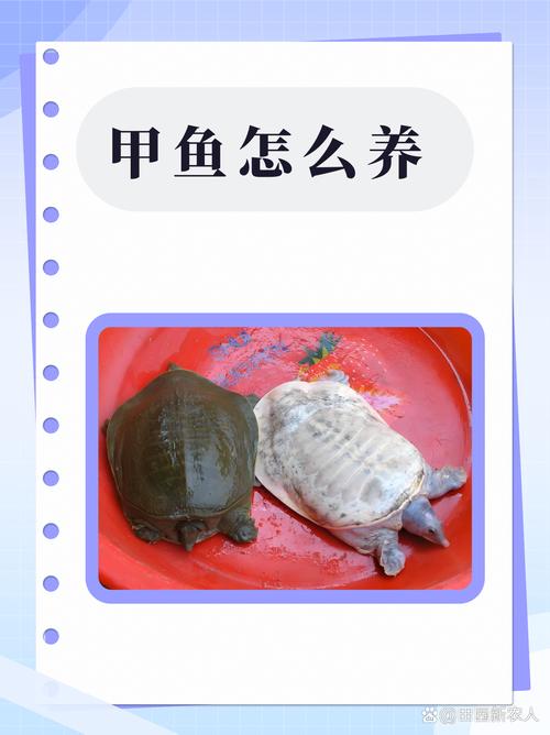 池塘仿野生甲鱼养殖方法-第3张图片-宁夏农业信息网