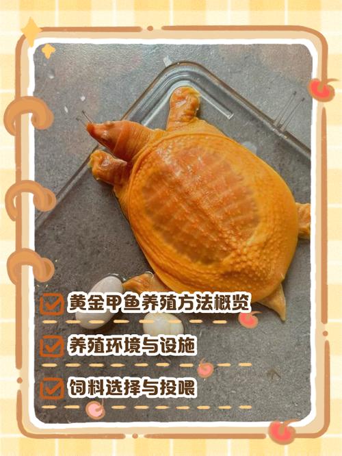 池塘仿野生甲鱼养殖方法-第2张图片-宁夏农业信息网