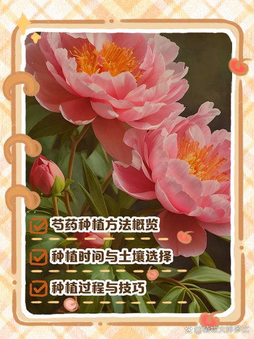 北方芍药怎么种？-第1张图片-宁夏农业信息网